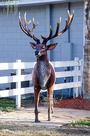 Red Neck Gala 1-25-2014REM_44